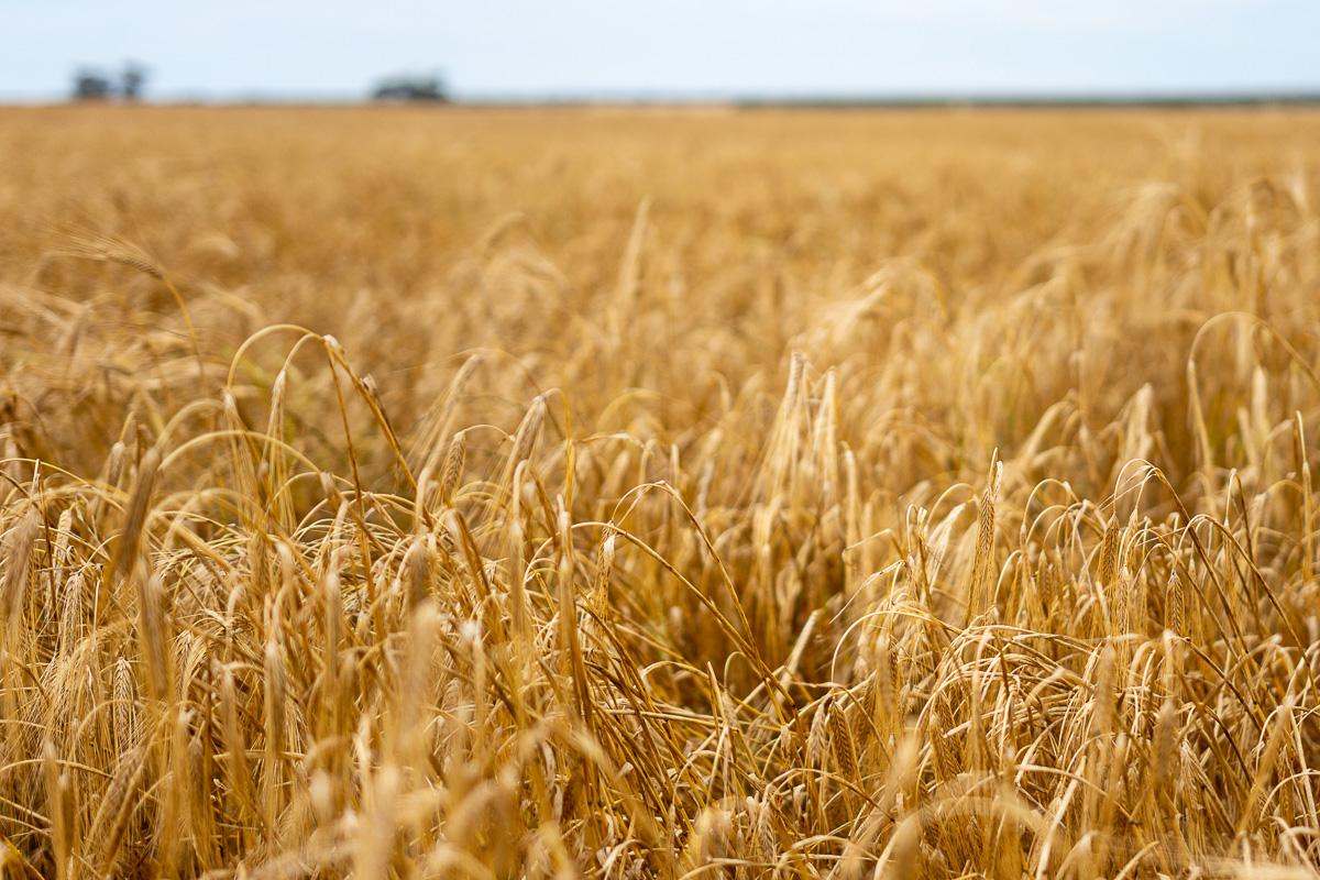 2372 Kulkawurra Road, Sherlock For Sale by Farmbuy.com - image 7