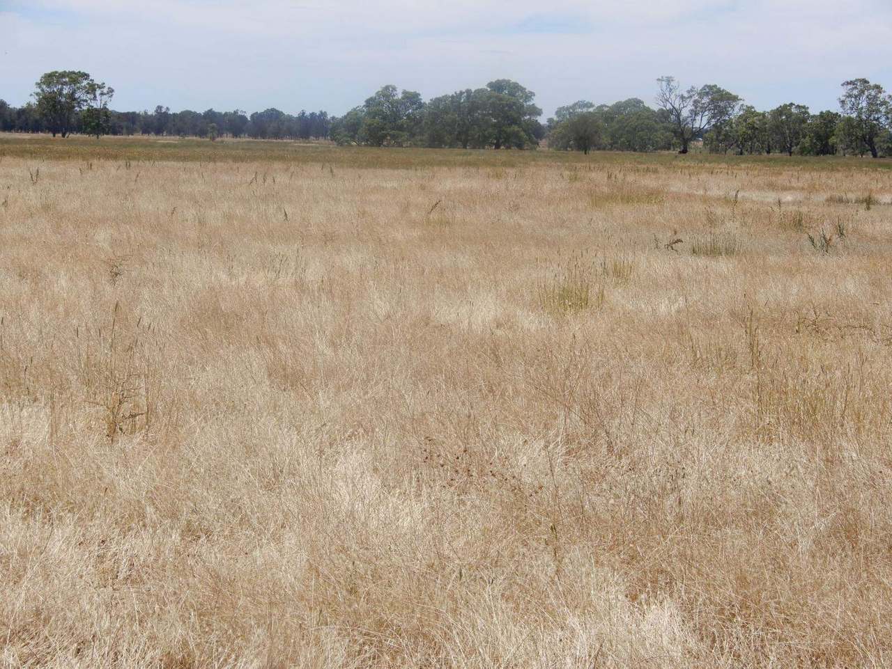 Allot 83, 84 & 84A Patyah Road, Patyah Leased by Farmbuy.com - image 5