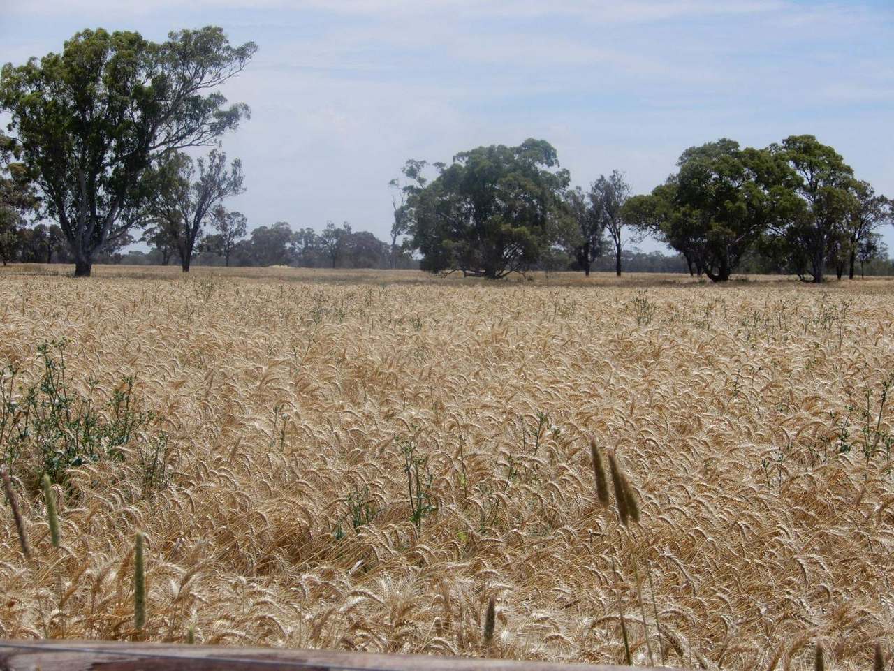 Allot 83, 84 & 84A Patyah Road, Patyah Leased by Farmbuy.com - image 7