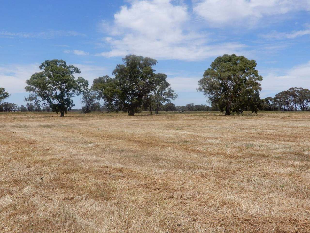 Allot 83, 84 & 84A Patyah Road, Patyah Leased by Farmbuy.com - image 8