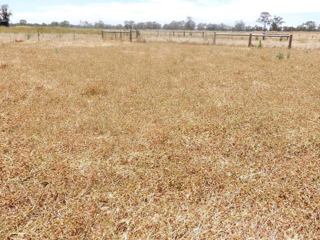 Allot 83, 84 & 84A Patyah Road, Patyah Leased by Farmbuy.com - image 2