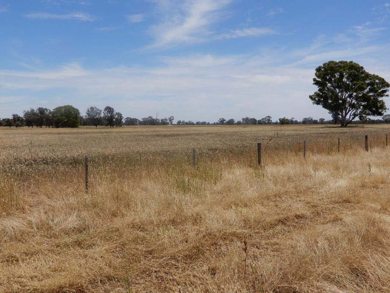 Allot 83, 84 & 84A Patyah Road, Patyah Leased by Farmbuy.com - image 11