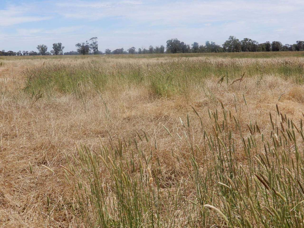 Allot 83, 84 & 84A Patyah Road, Patyah Leased by Farmbuy.com - image 6