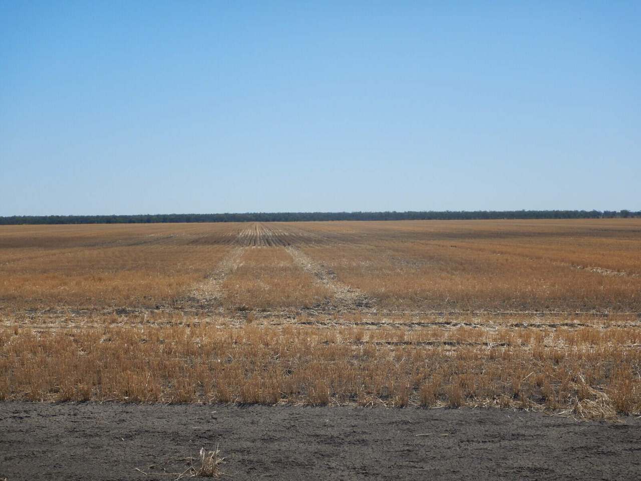 BURRENDOWN SOUTH, MUNGINDI Auction by Farmbuy.com - image 3