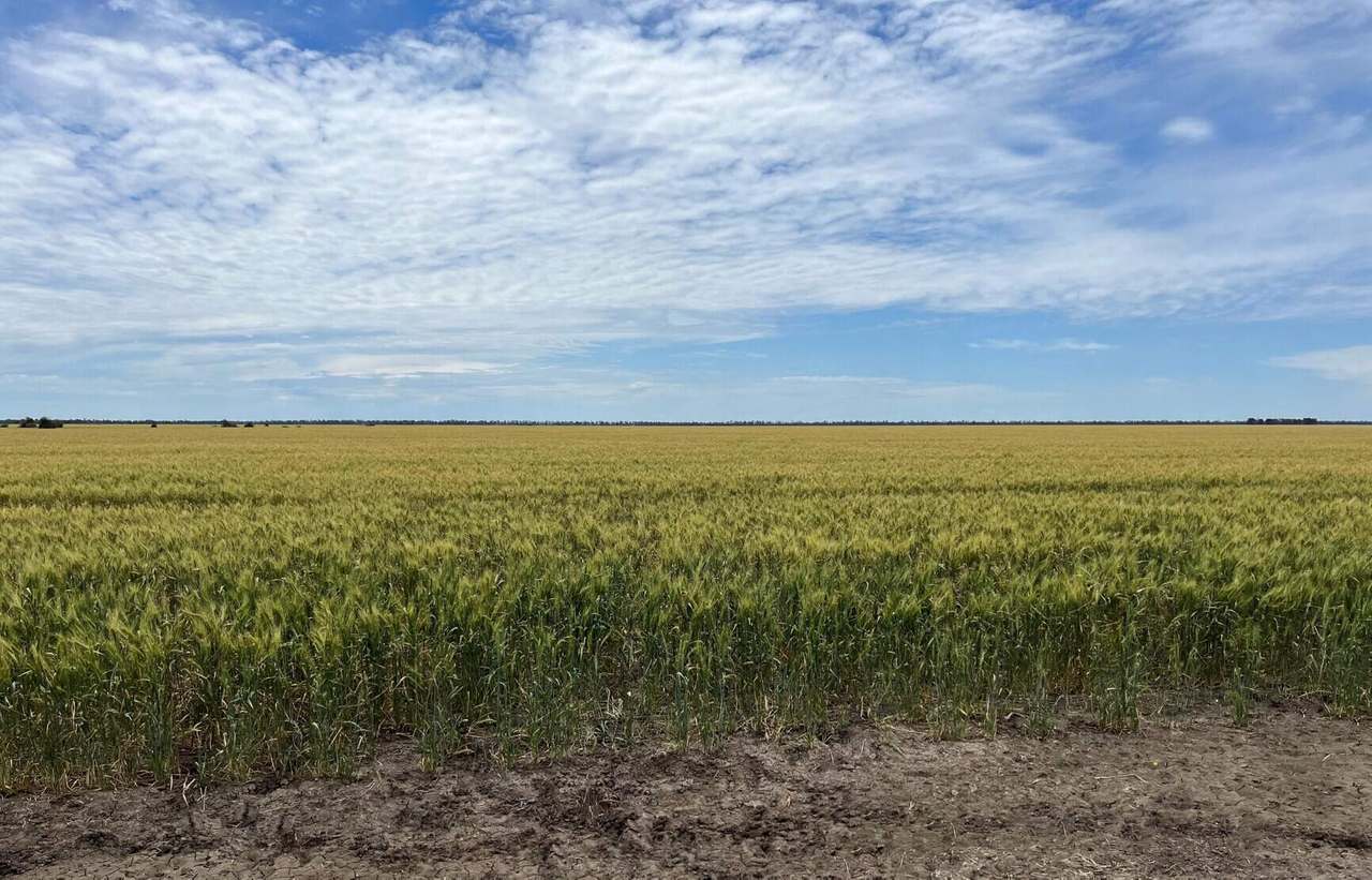 BURRENDOWN SOUTH, MUNGINDI Auction by Farmbuy.com - image 2