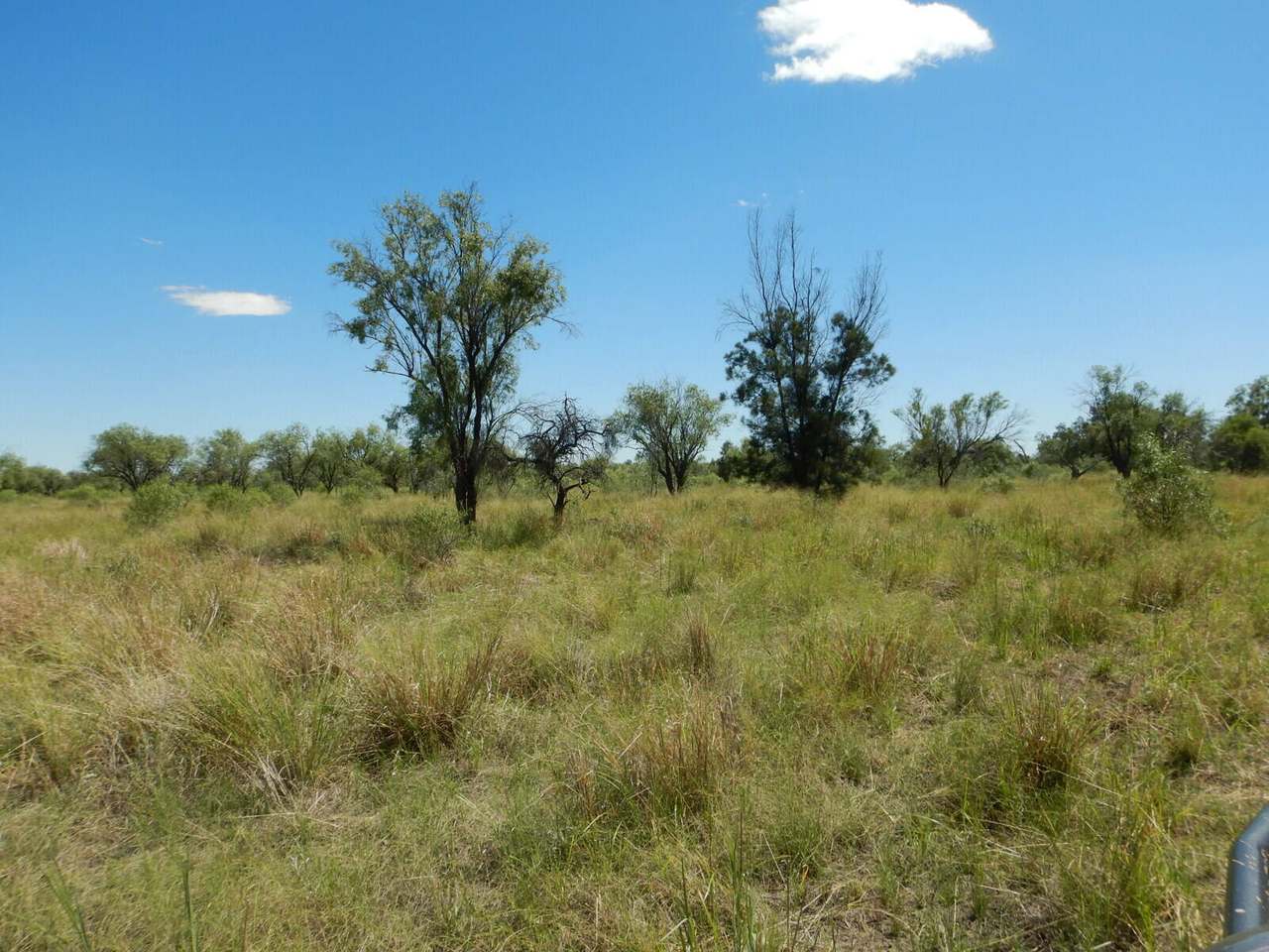 BURRENDOWN SOUTH, MUNGINDI Auction by Farmbuy.com - image 4