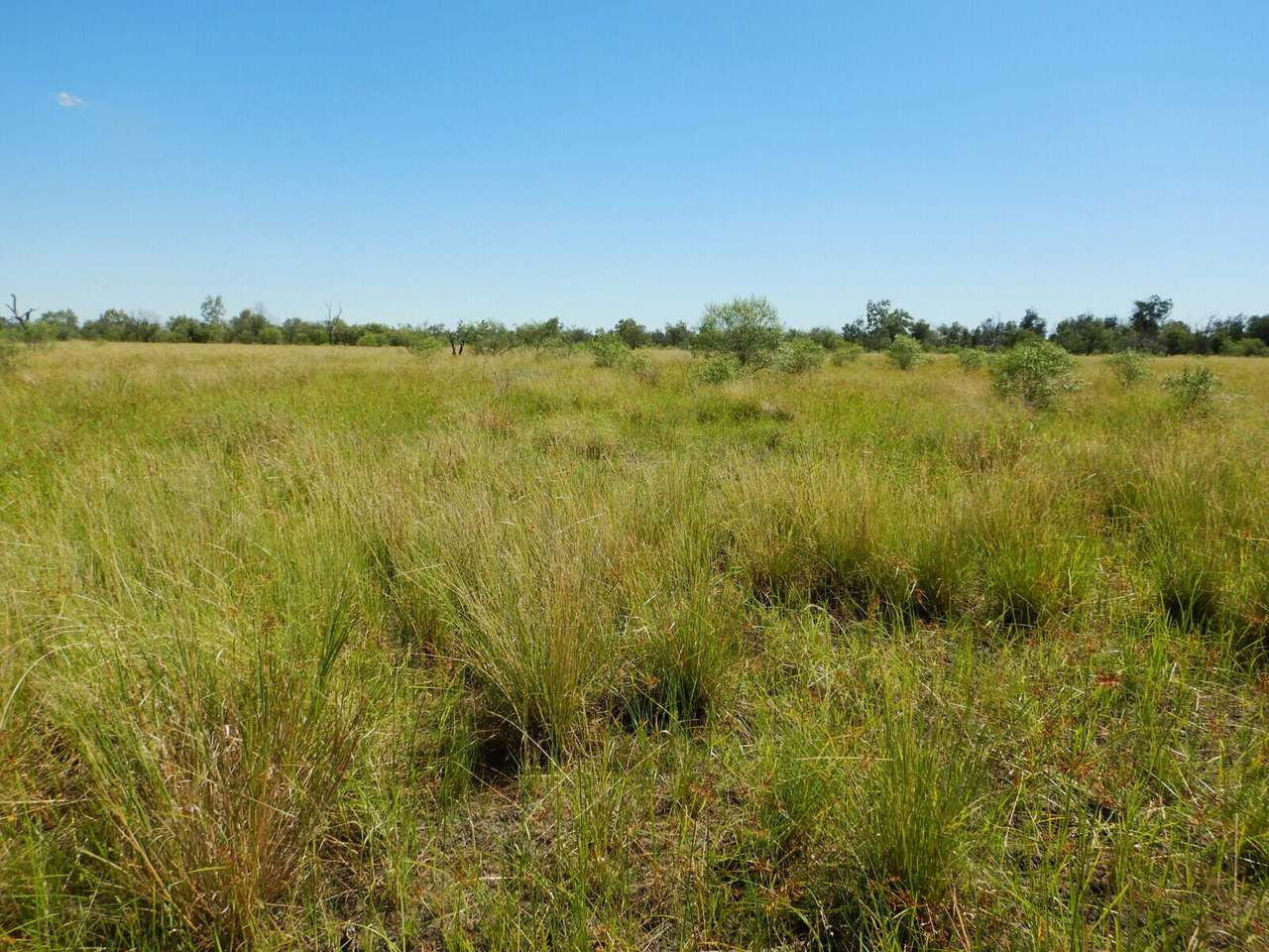 BURRENDOWN SOUTH, MUNGINDI Auction by Farmbuy.com - image 5