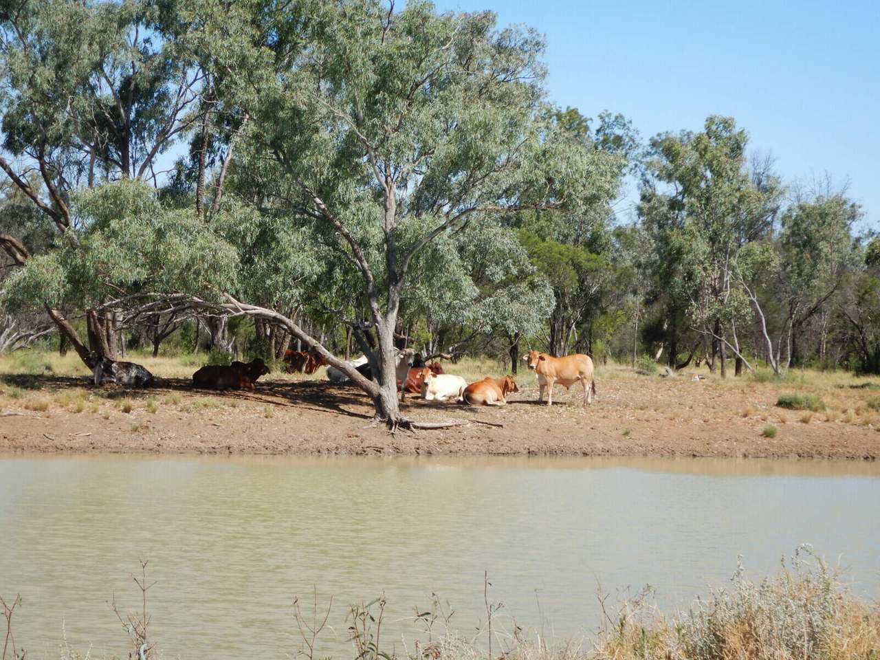 BURRENDOWN SOUTH, MUNGINDI Auction by Farmbuy.com - image 7