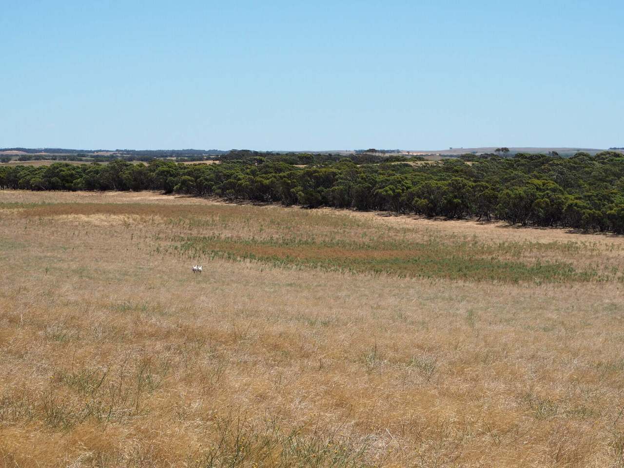 Sandalwood Road, Sandalwood For Sale by Farmbuy.com - image 11
