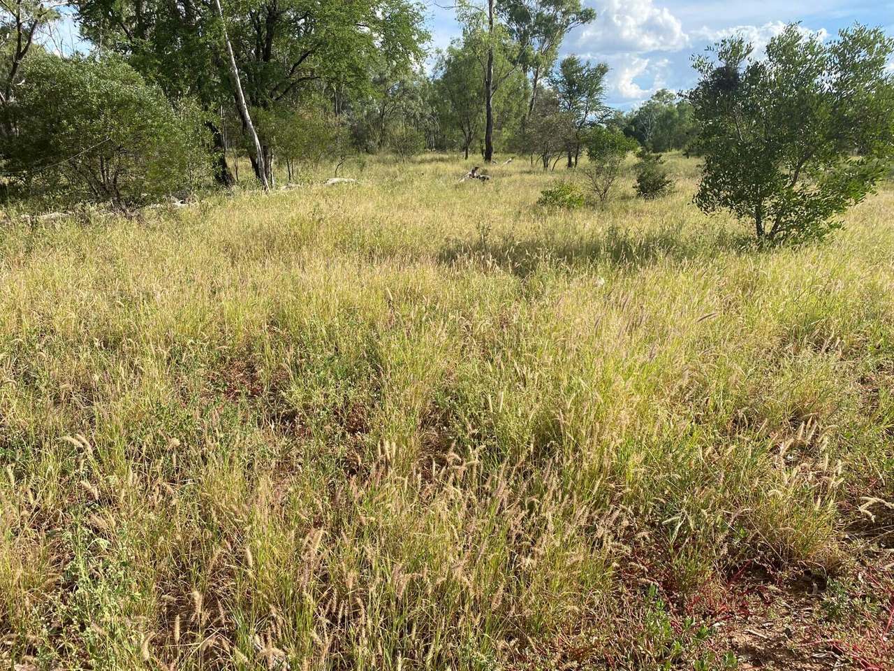 14603 Gregory Hwy , Clermont For Sale by Farmbuy.com - image 11
