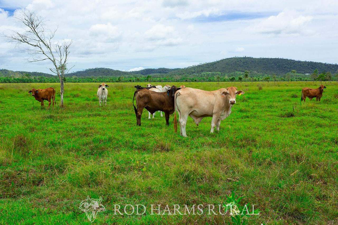 430 Lake Mary Road, 15 minutes from Yeppoon Auction by Farmbuy.com - image 25