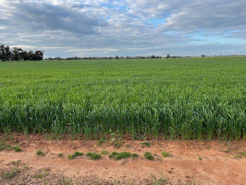 298 Yarrawalla West Road, Yarrawalla For Sale by Farmbuy.com - image 18