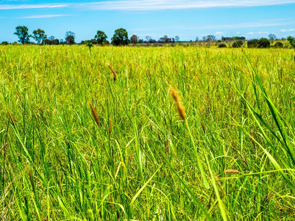 Roundstone, Moura Sold by Farmbuy.com - image 4