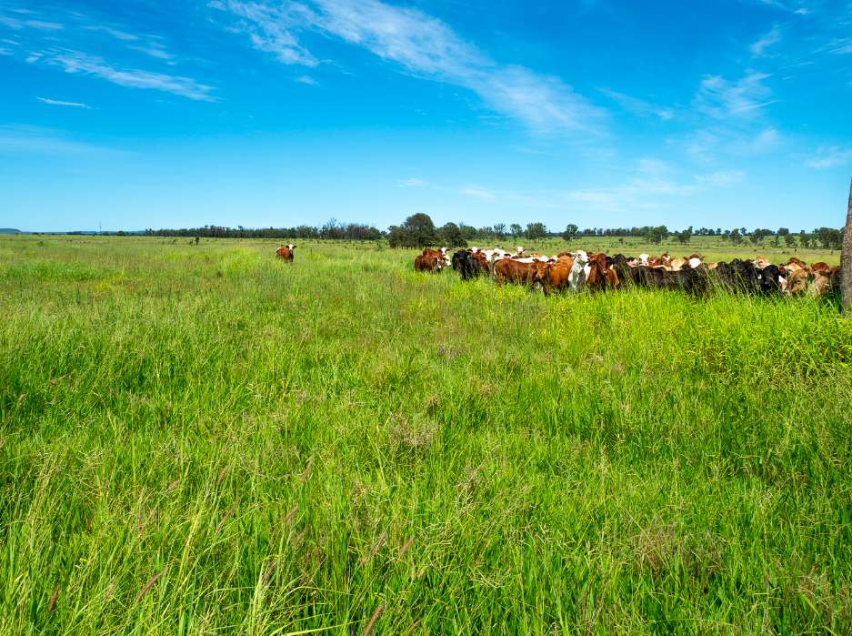 Roundstone, Moura Sold by Farmbuy.com - image 8