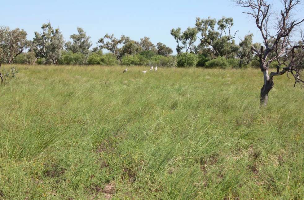 6480 Avington Road, BLACKALL, QLD 4472, Blackall For Sale by Farmbuy.com - image 8