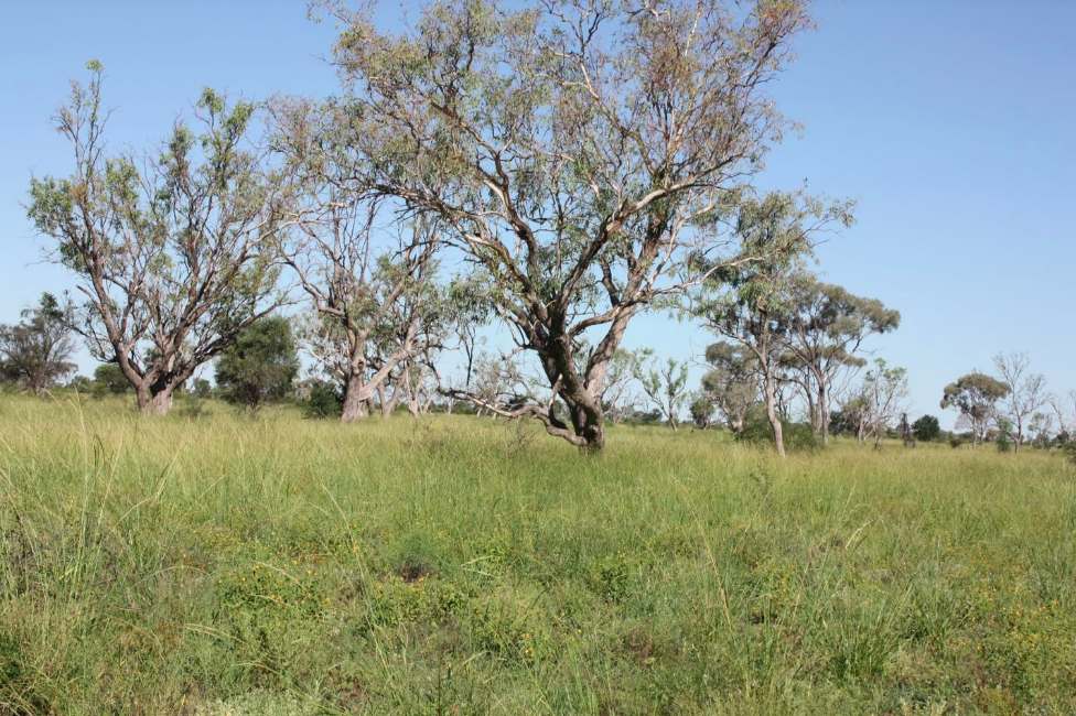 6480 Avington Road, BLACKALL, QLD 4472, Blackall For Sale by Farmbuy.com - image 13