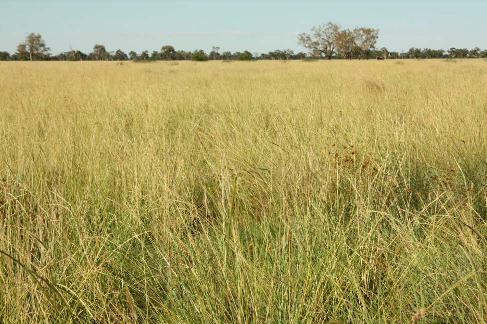 6480 Avington Road, BLACKALL, QLD 4472, Blackall For Sale by Farmbuy.com - image 14