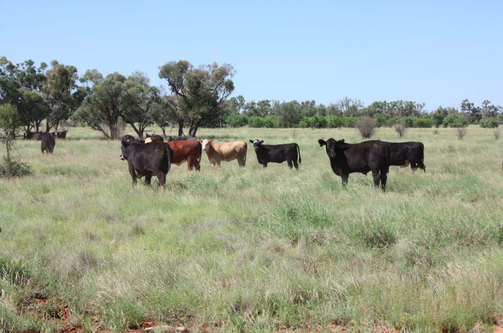 6480 Avington Road, BLACKALL, QLD 4472, Blackall For Sale by Farmbuy.com - image 7
