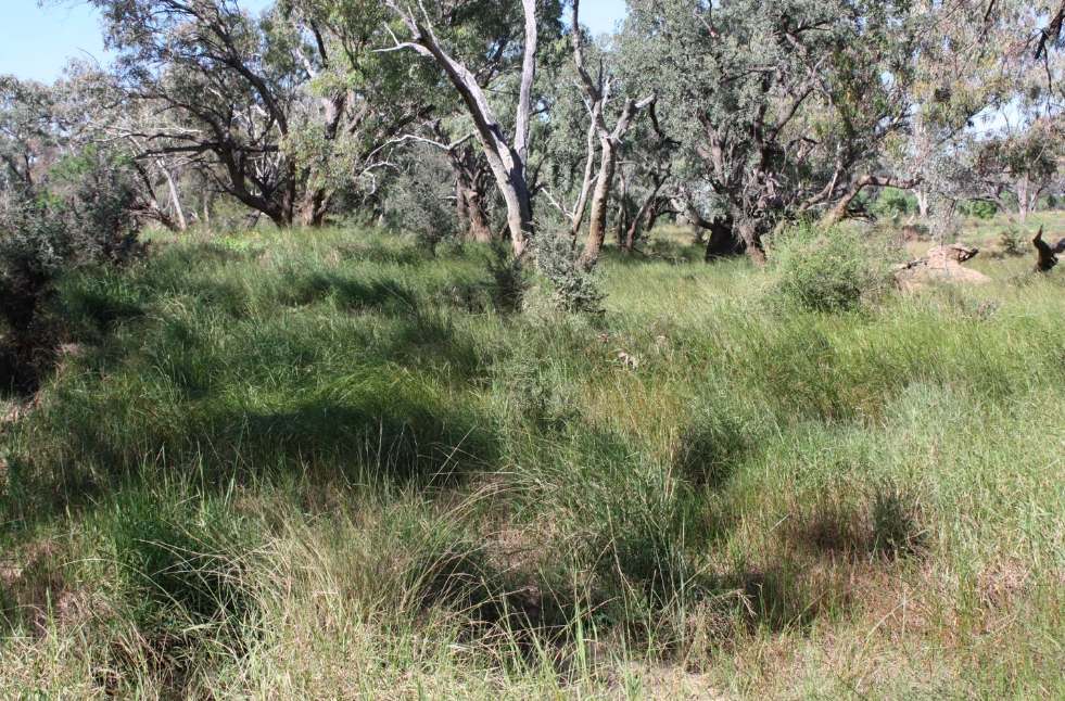 6480 Avington Road, BLACKALL, QLD 4472, Blackall For Sale by Farmbuy.com - image 3