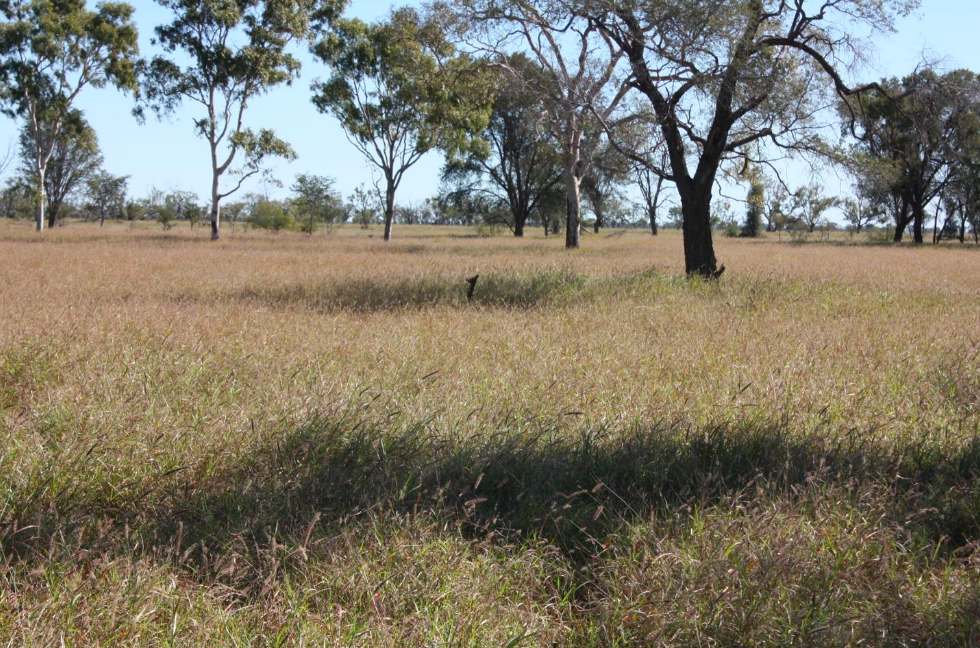 6480 Avington Road, BLACKALL, QLD 4472, Blackall For Sale by Farmbuy.com - image 4