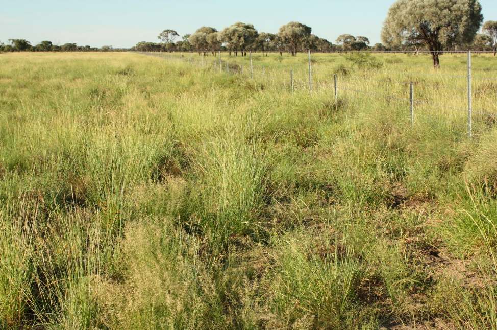 6480 Avington Road, BLACKALL, QLD 4472, Blackall For Sale by Farmbuy.com - image 17