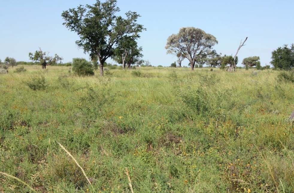 6480 Avington Road, BLACKALL, QLD 4472, Blackall For Sale by Farmbuy.com - image 12
