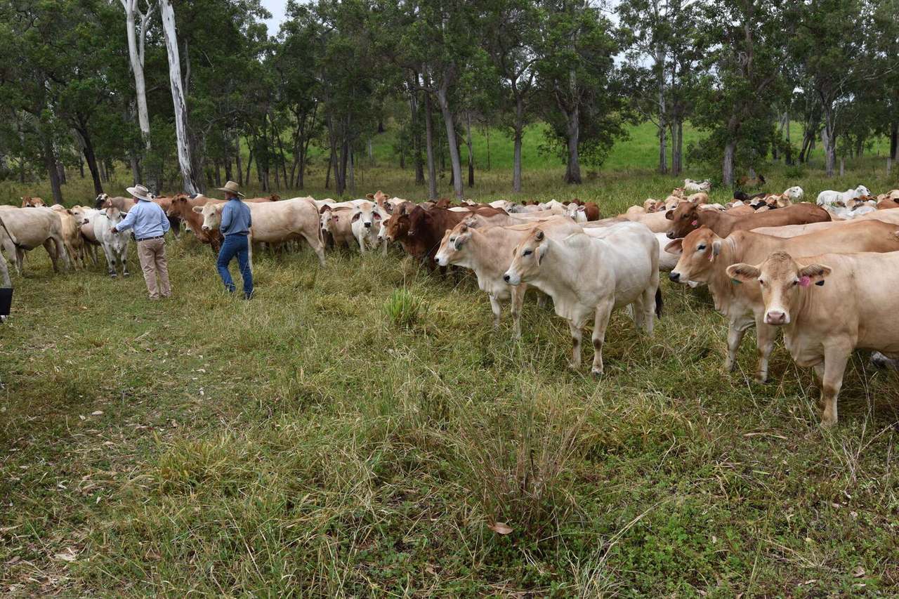181 Kantaka Road, Molangul, Gin Gin Sold by Farmbuy.com - image 18
