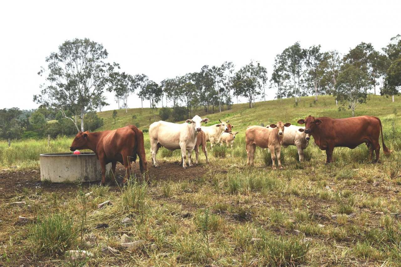 181 Kantaka Road, Molangul, Gin Gin Sold by Farmbuy.com - image 14