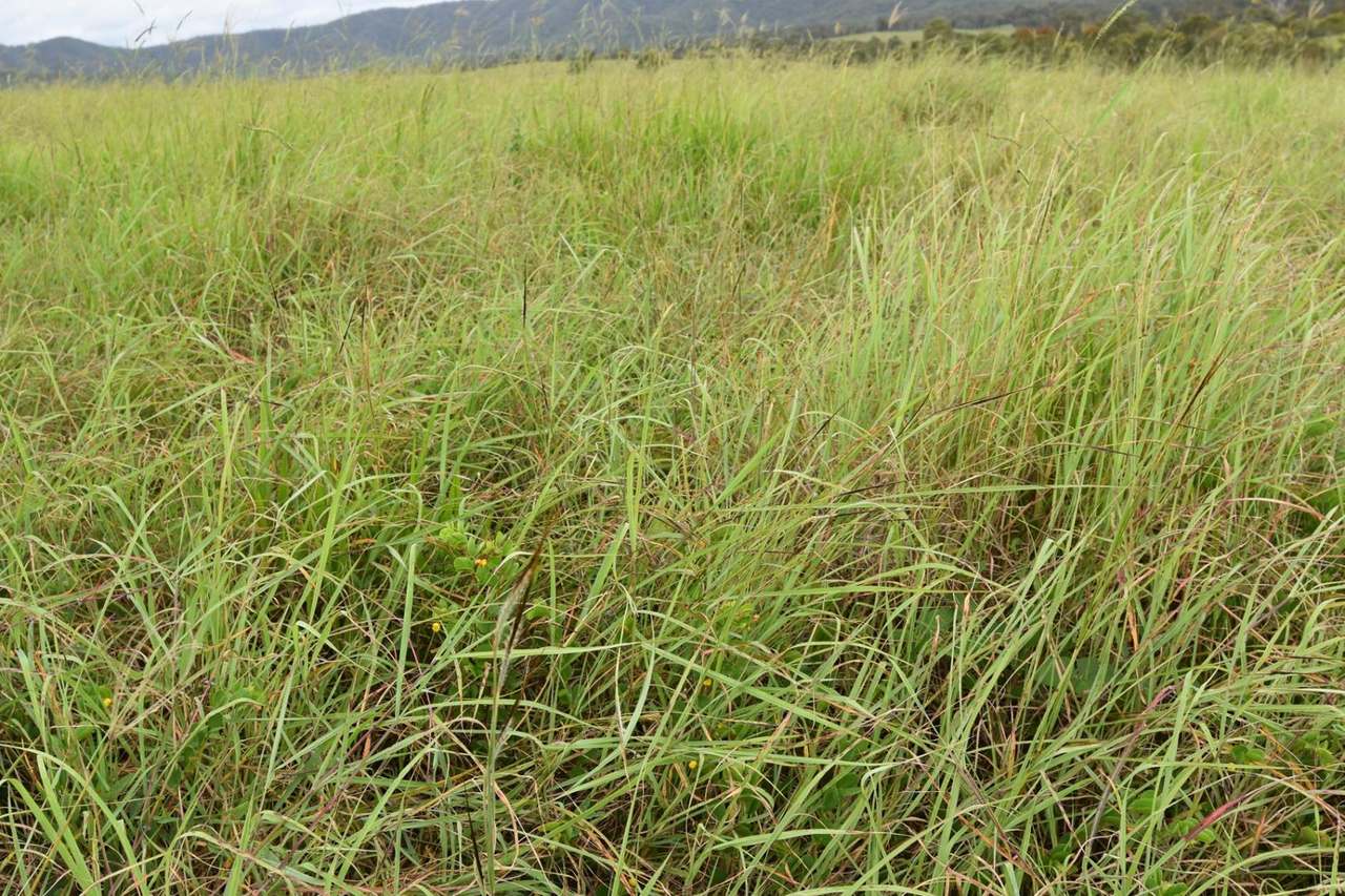 181 Kantaka Road, Molangul, Gin Gin Sold by Farmbuy.com - image 8
