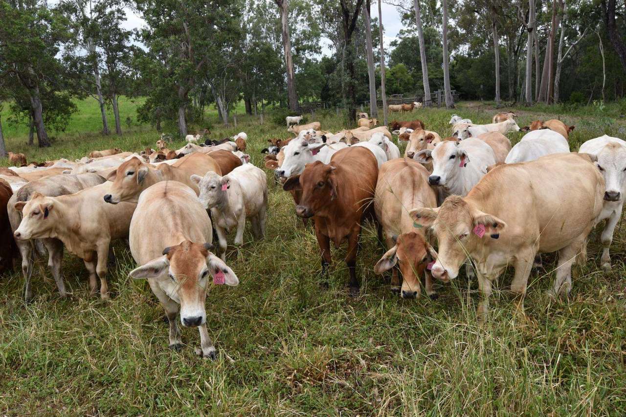 181 Kantaka Road, Molangul, Gin Gin Sold by Farmbuy.com - image 19