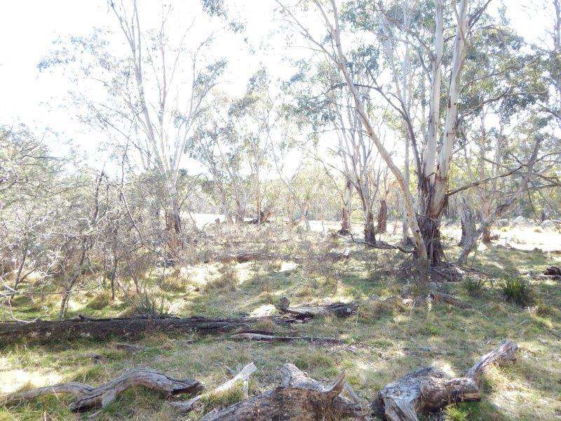 Lot 129 "Greens Creek" Steeple Flat, Nimmitabel Sold by Farmbuy.com - image 13