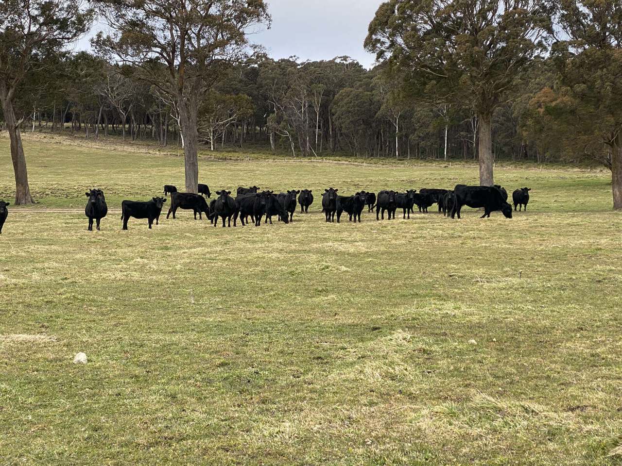 Hampton Sold by Farmbuy.com - image 13