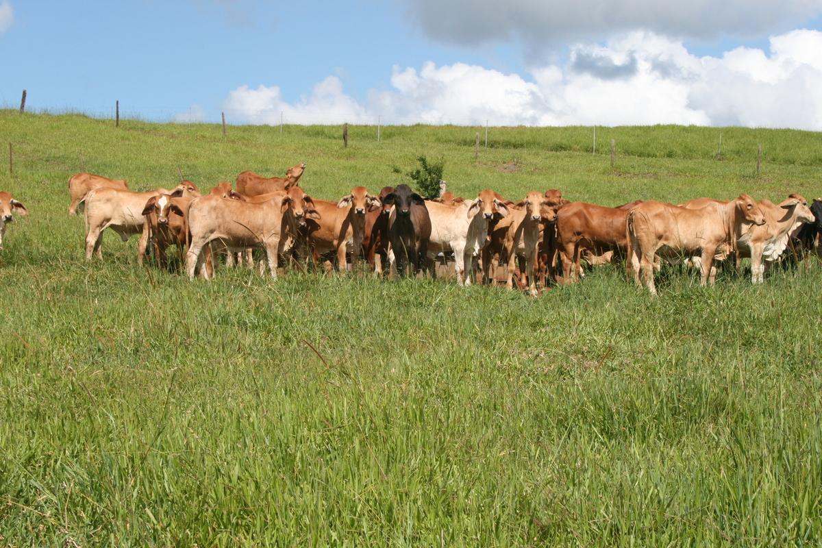 Tarzali Auction by Farmbuy.com - image 2