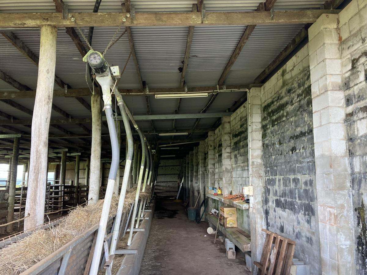 Tarzali Auction by Farmbuy.com - image 4