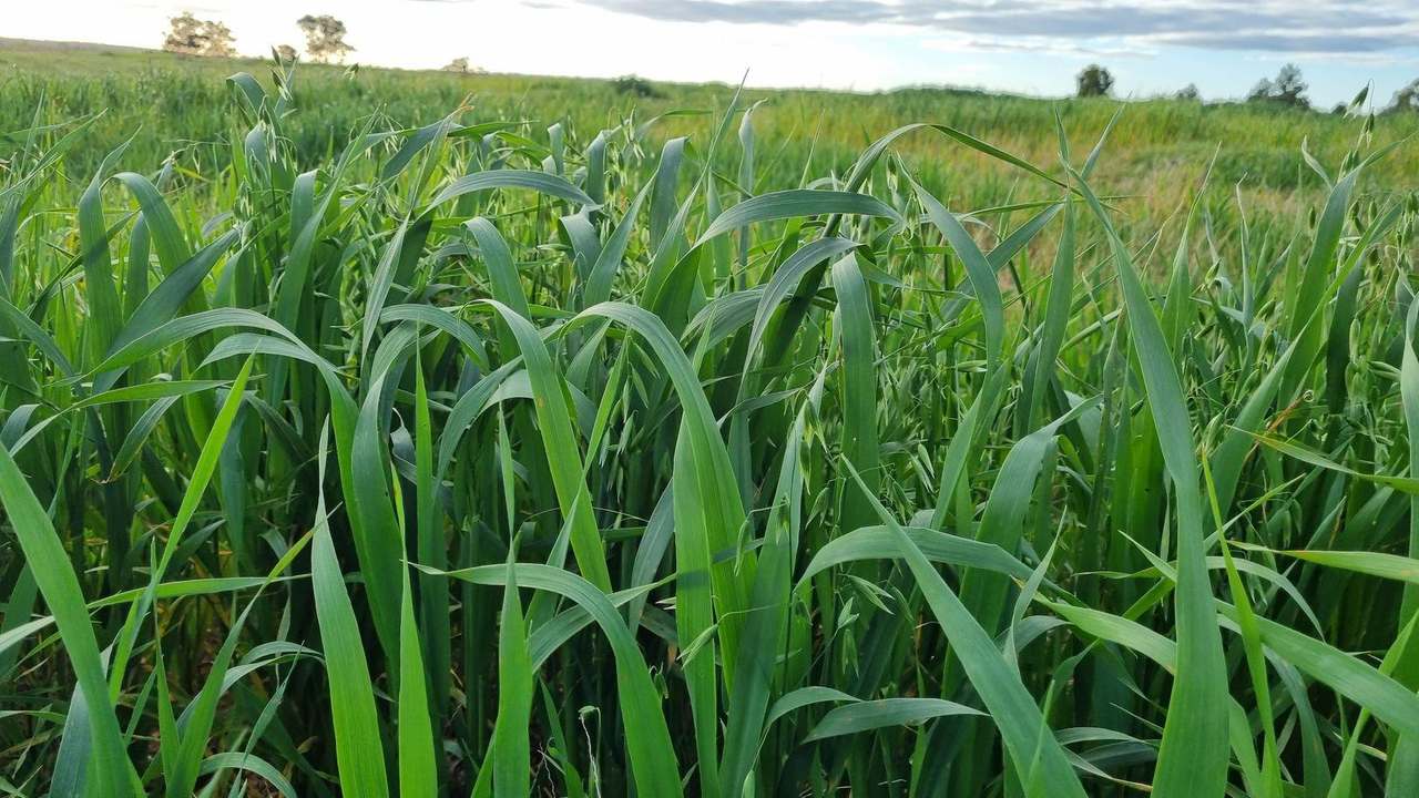 Yarrandale Rd, Hermidale For Sale by Farmbuy.com - image 13