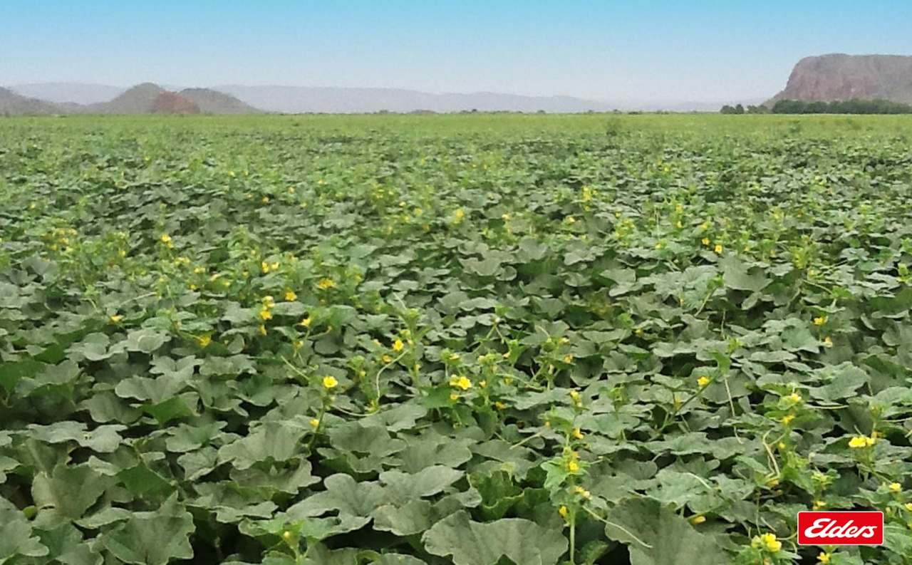 Kununurra For Sale by Farmbuy.com - image 13