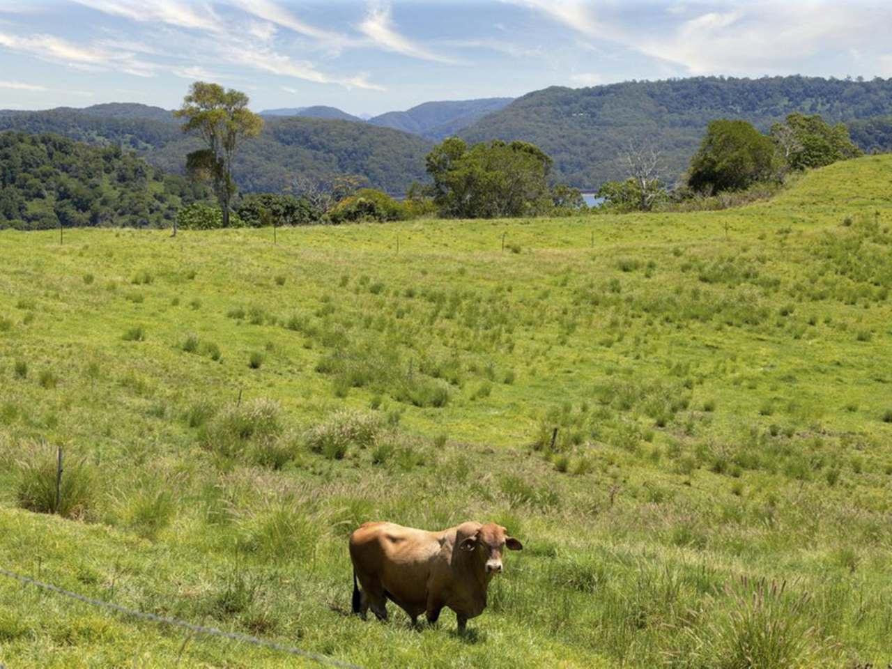337 Burgum Road, North Maleny For Sale by Farmbuy.com - image 16
