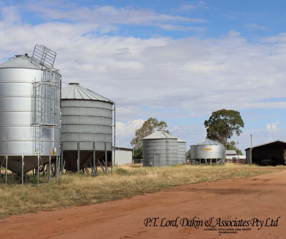 Collie Auction by Farmbuy.com - image 3