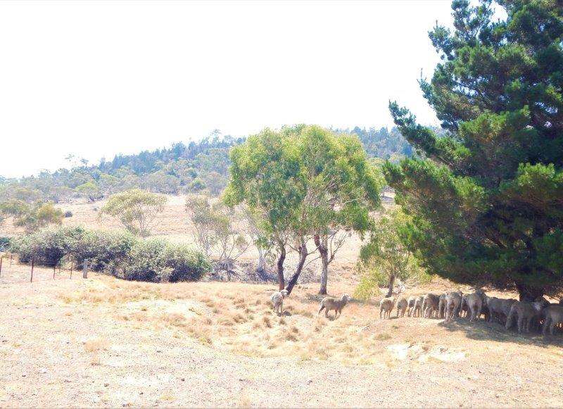 Lot 354  & Lot 1 Maffra Road, Cooma Sold by Farmbuy.com - image 7