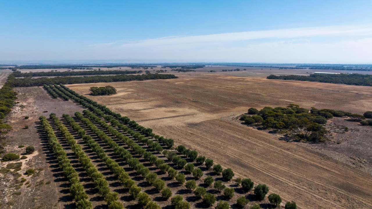 Section 237 Rathjen Road, MYPOLONGA Sold by Farmbuy.com - image 10