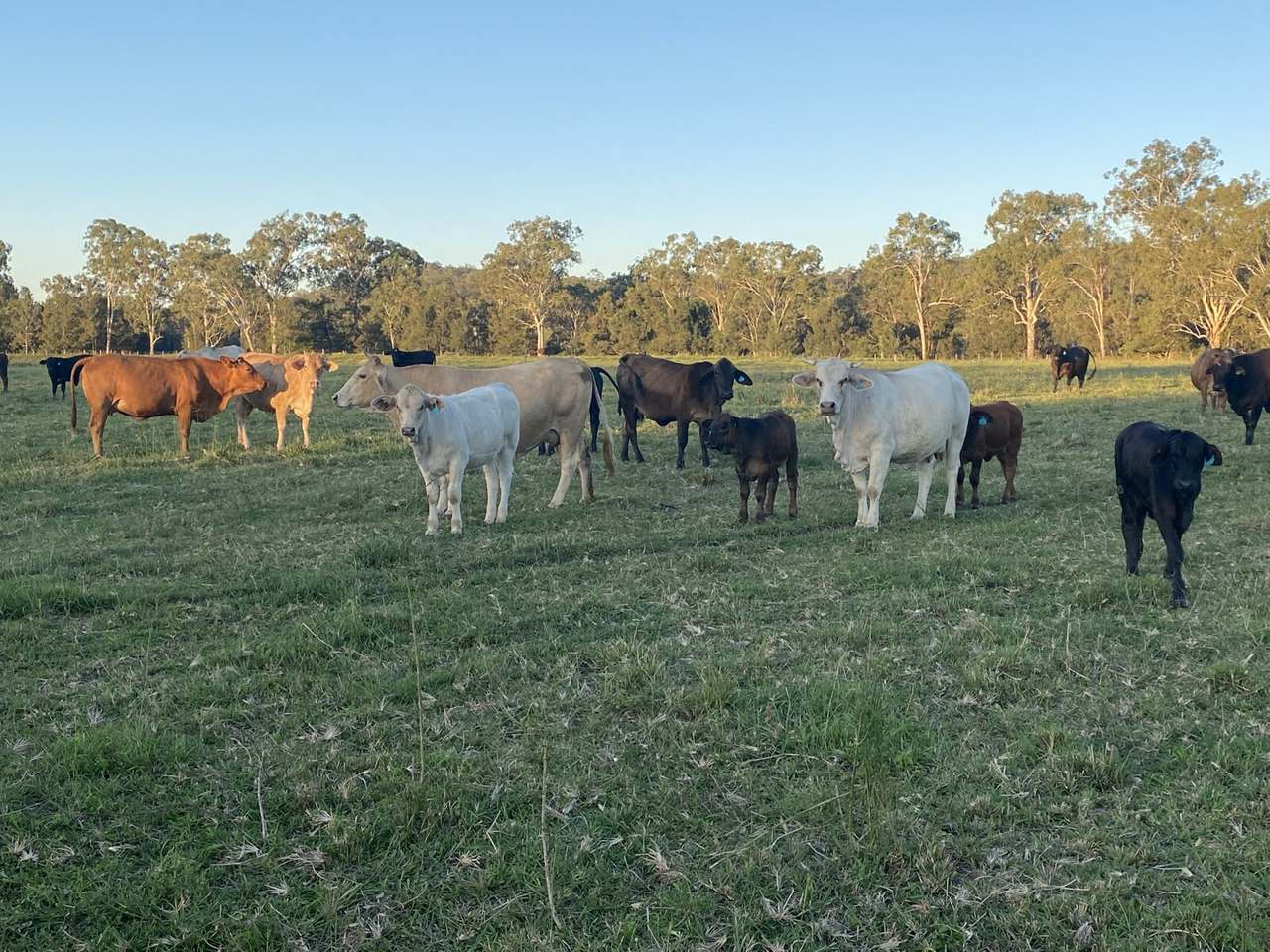 154 Staatz Road, Moonford  For Sale by Farmbuy.com - image 11