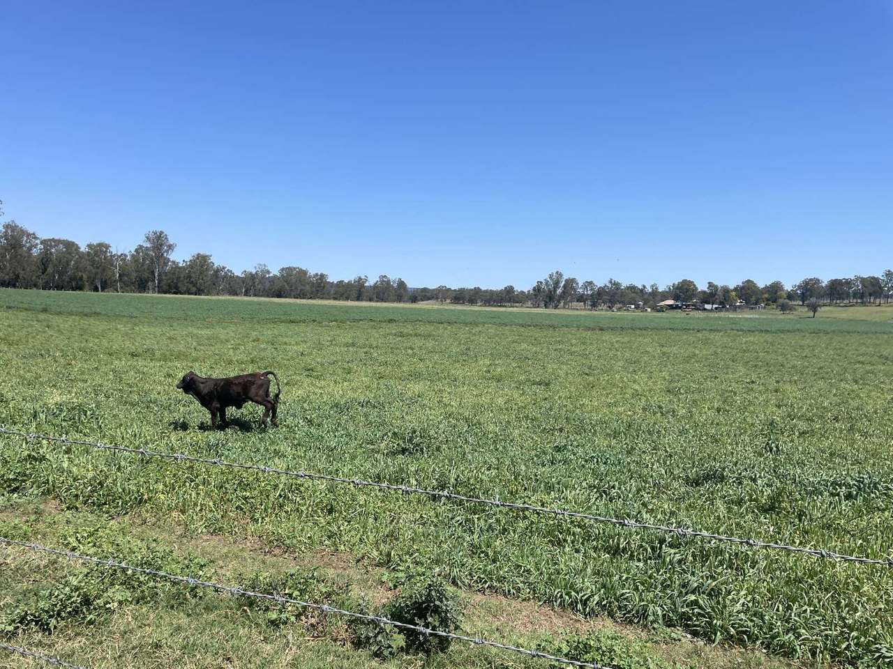 154 Staatz Road, Moonford  For Sale by Farmbuy.com - image 20