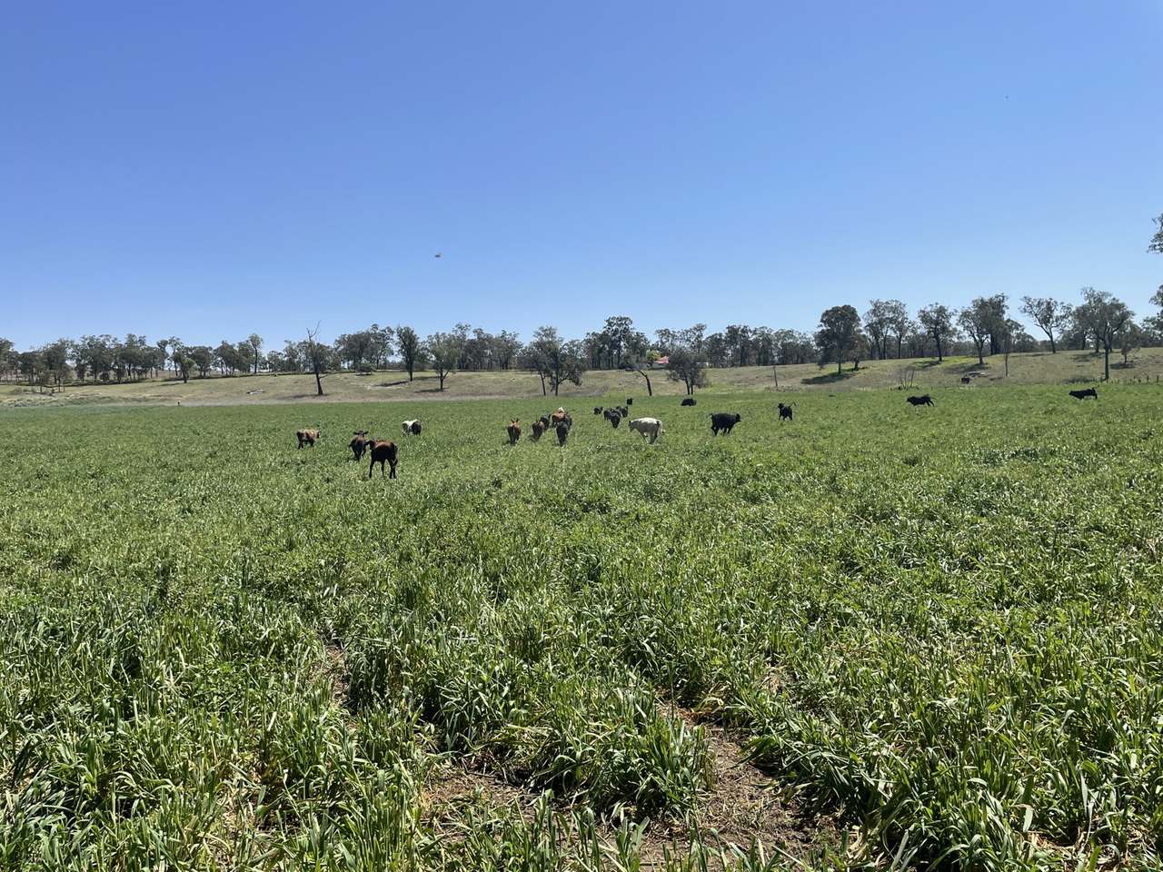 154 Staatz Road, Moonford  For Sale by Farmbuy.com - image 21