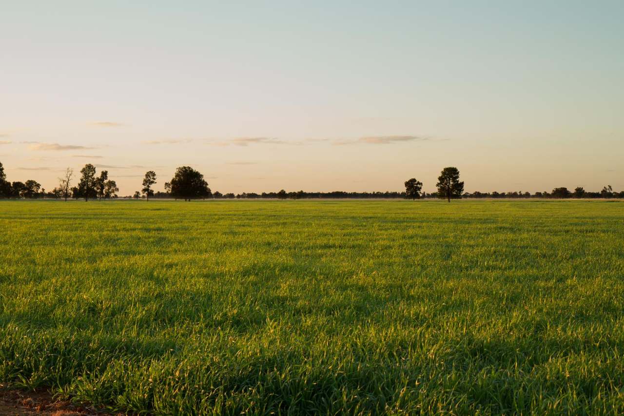 "Lilydale", Burcher For Sale by Farmbuy.com - image 5