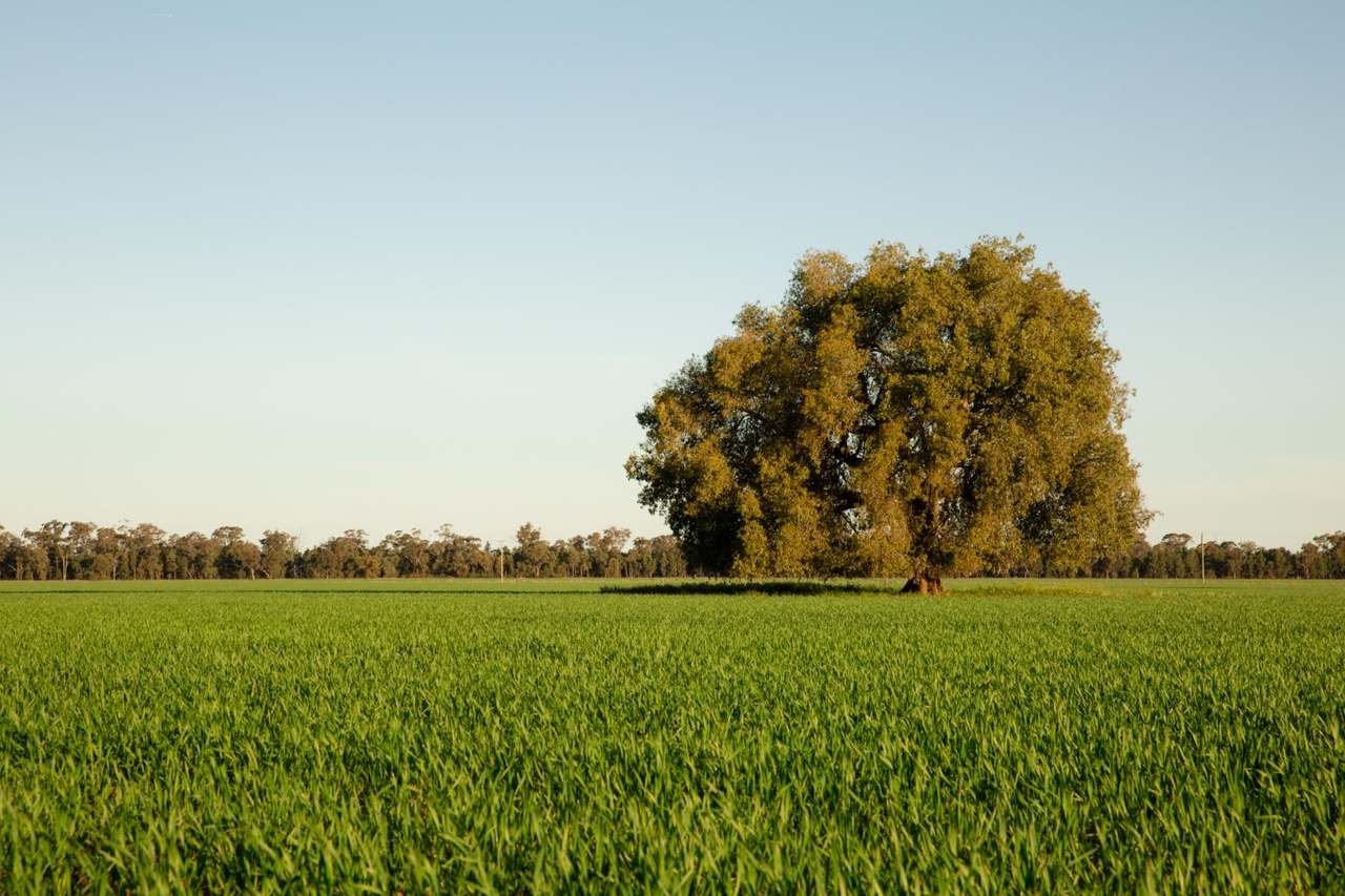 "Lilydale", Burcher For Sale by Farmbuy.com - image 16