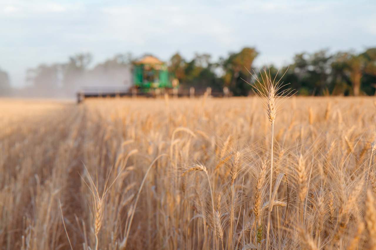 "Lilydale", Burcher For Sale by Farmbuy.com - image 3