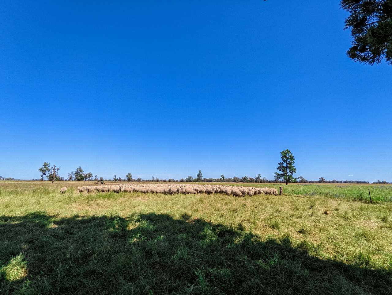 "Lilydale", Burcher For Sale by Farmbuy.com - image 15