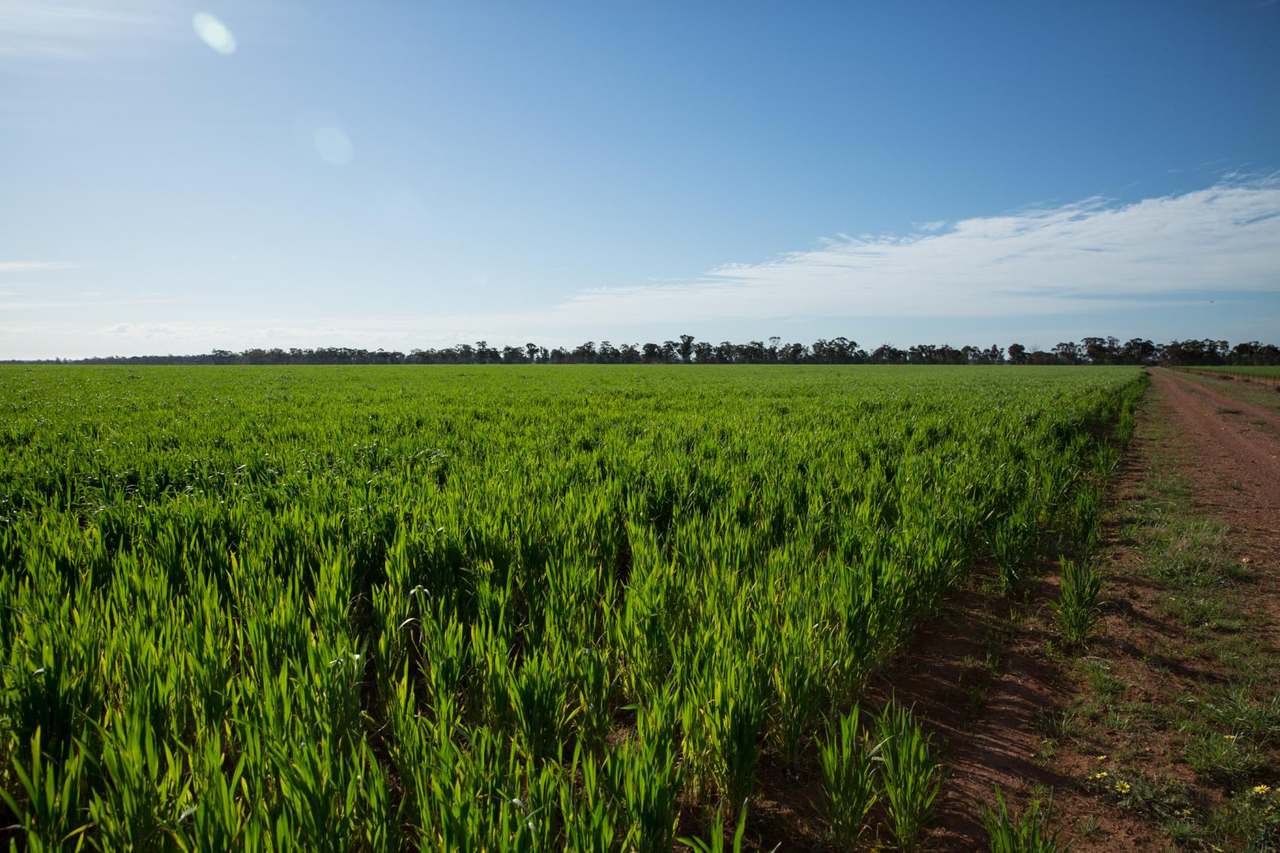 "Lilydale", Burcher For Sale by Farmbuy.com - image 4