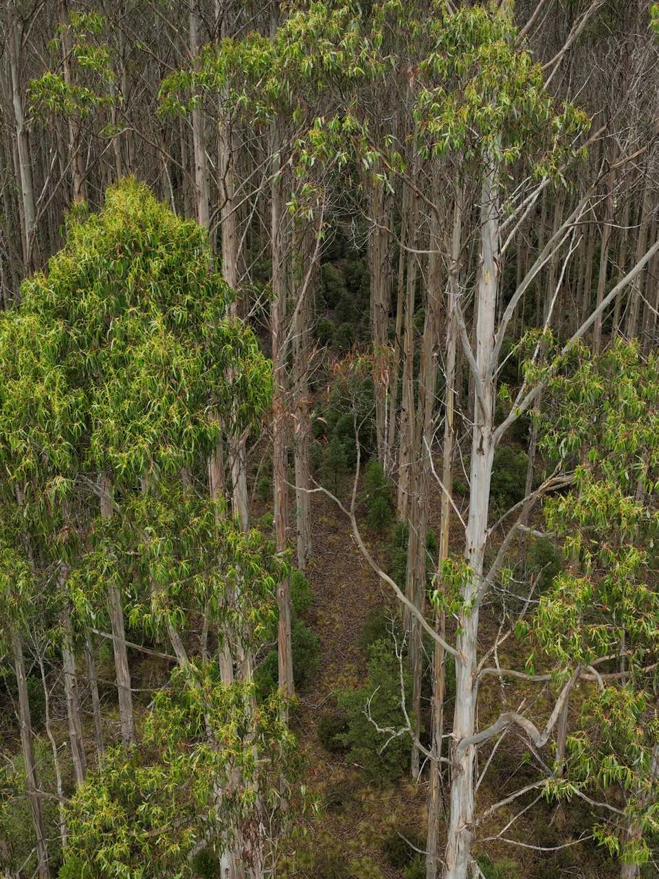 Murchison Highway, Parrawe For Sale by Farmbuy.com - image 7