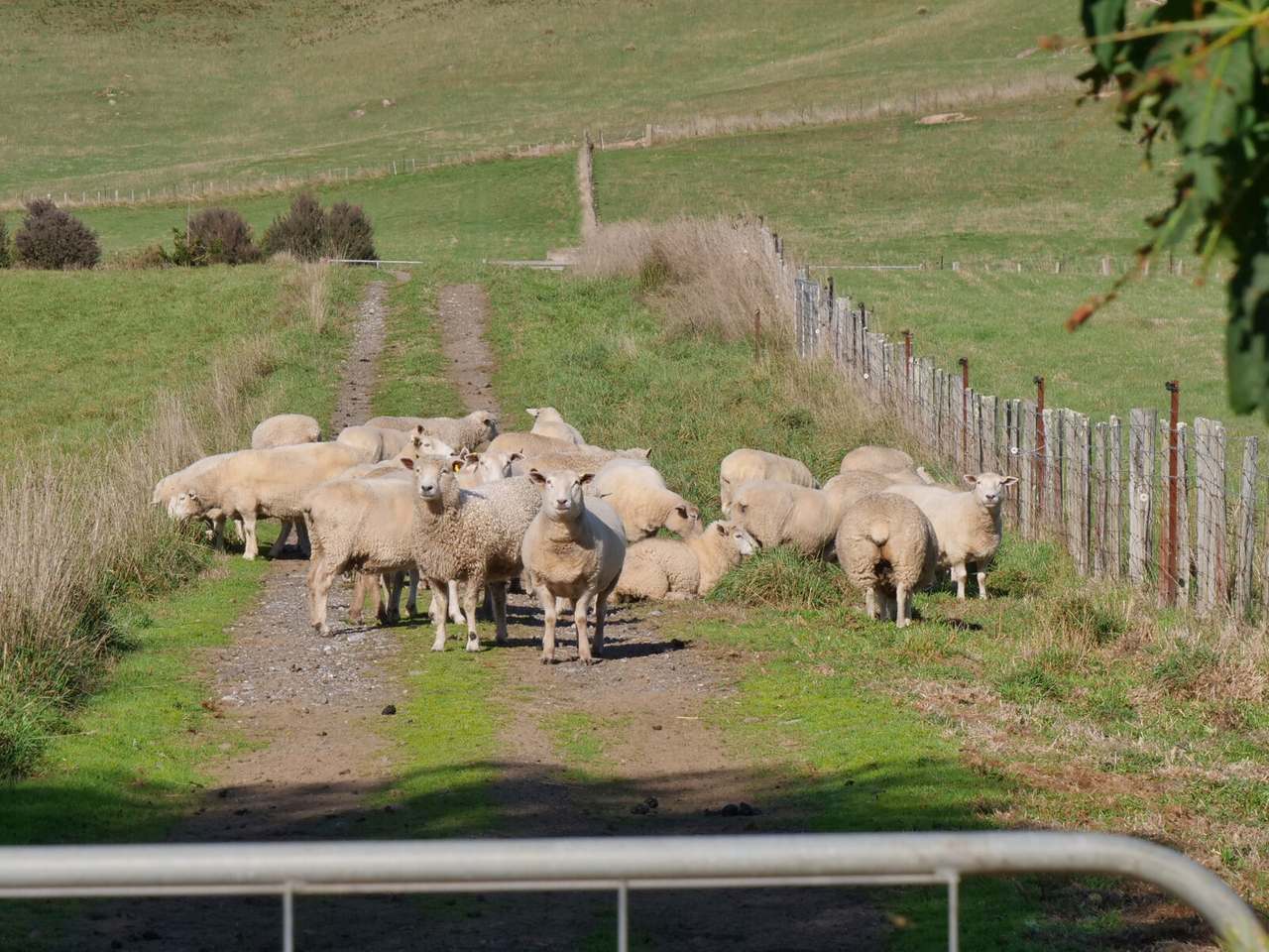 159 Liena Road, Mole Creek Sold by Farmbuy.com - image 24